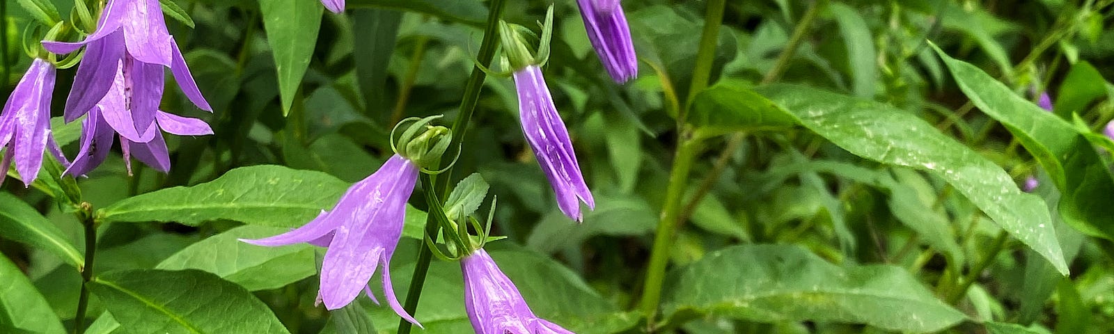 A bee hovers at the edge of a purple bellflower in a lush green garden.