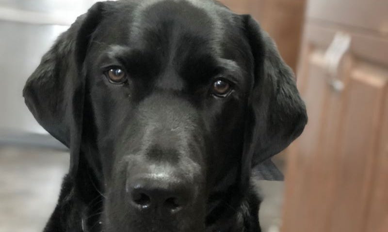 A close up of a black lab, this is guide dog Cooper