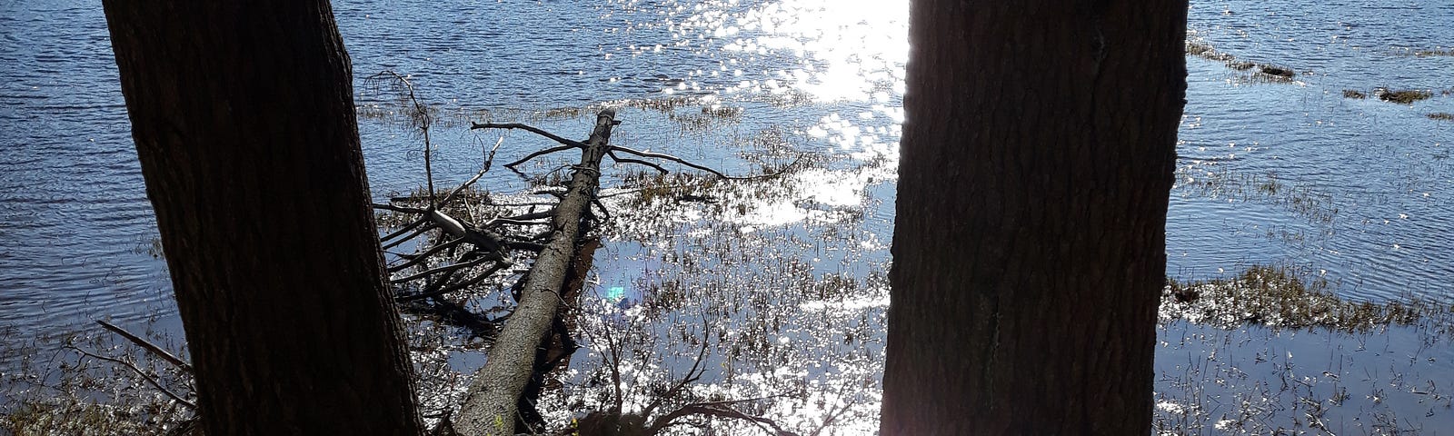 Sunlit river with trees in foreground.