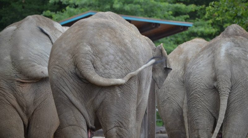 Elephants showing us their butts.