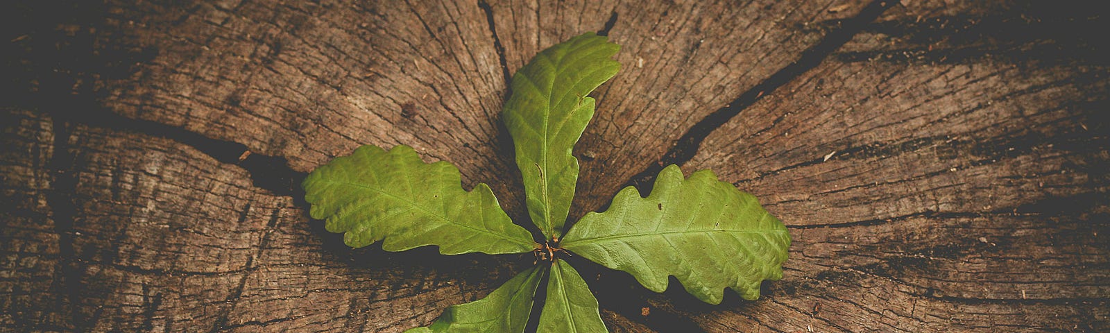 New leaves growing out of a tree stump