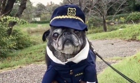 Pug dog wearing police uniform.