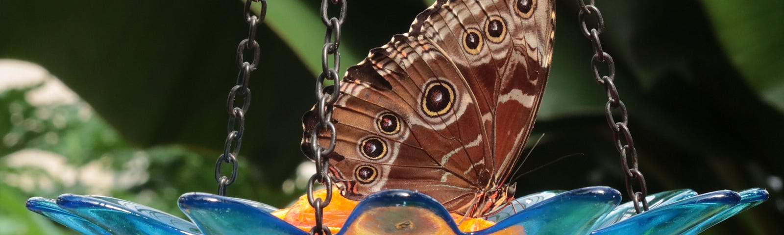 Butterfly perched on an orange in a hanging bowl.