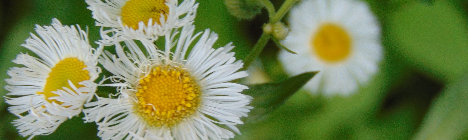 A photograph of fleabane, which is a small white flower with a yellow center.