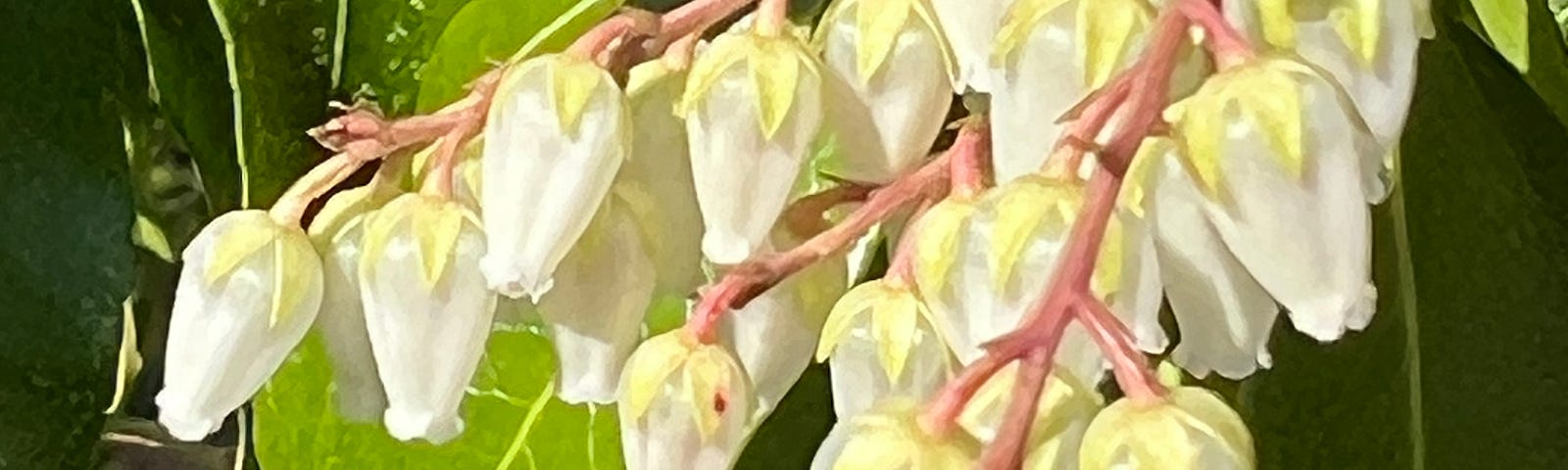 Photo of hanging white blossoms of Andromeda lined up along reddish stems