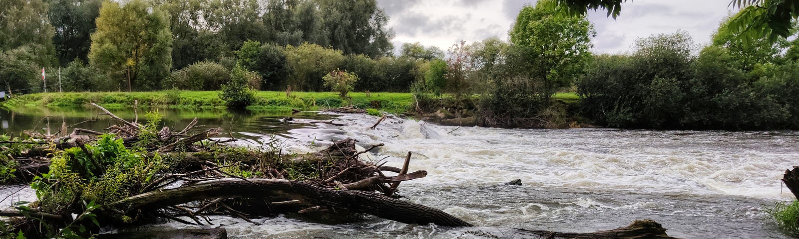 Image of a flooded stream with branches
