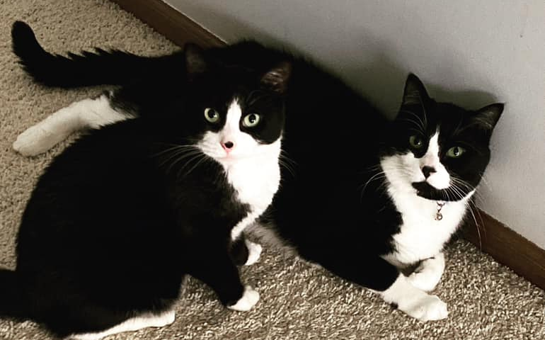 Two tuxedo cats