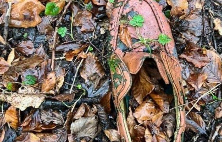 An old wet shoe lying discarded in a pile of leaves