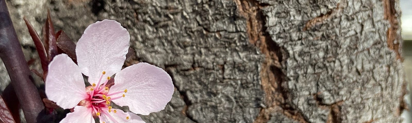 Pink flower against a brown tree bark background.