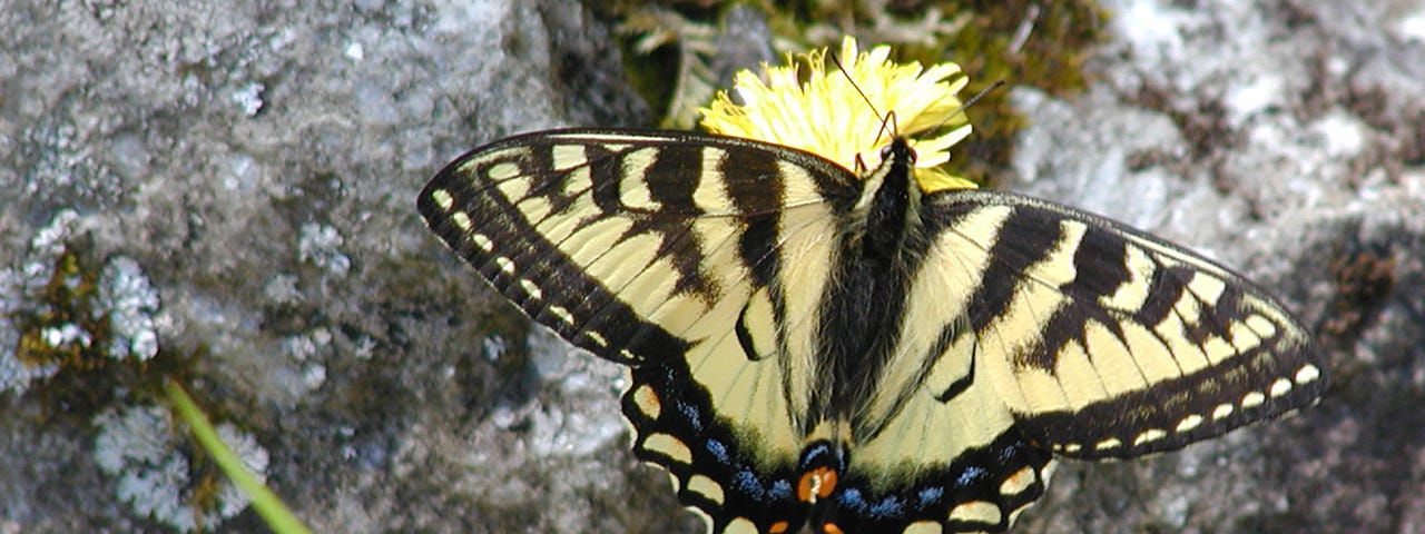 Canadian Tiger Swallowtail feeding on a yellow flower
