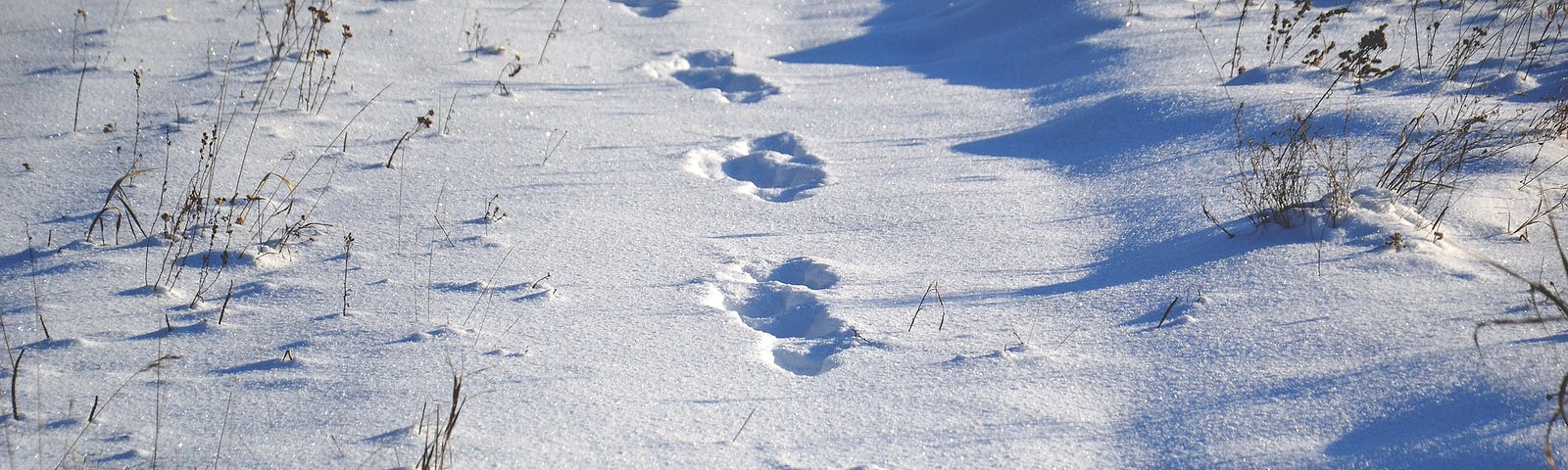 Tracks in snow.