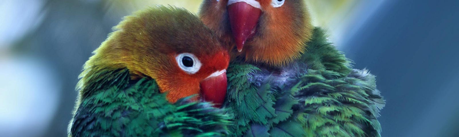 A pair of Fischer’s Lovebirds roosting together.
