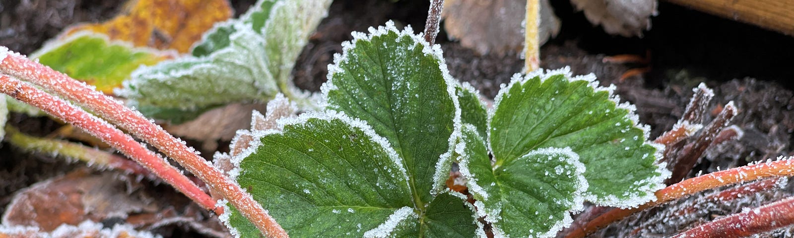 Frozen strawberry plants