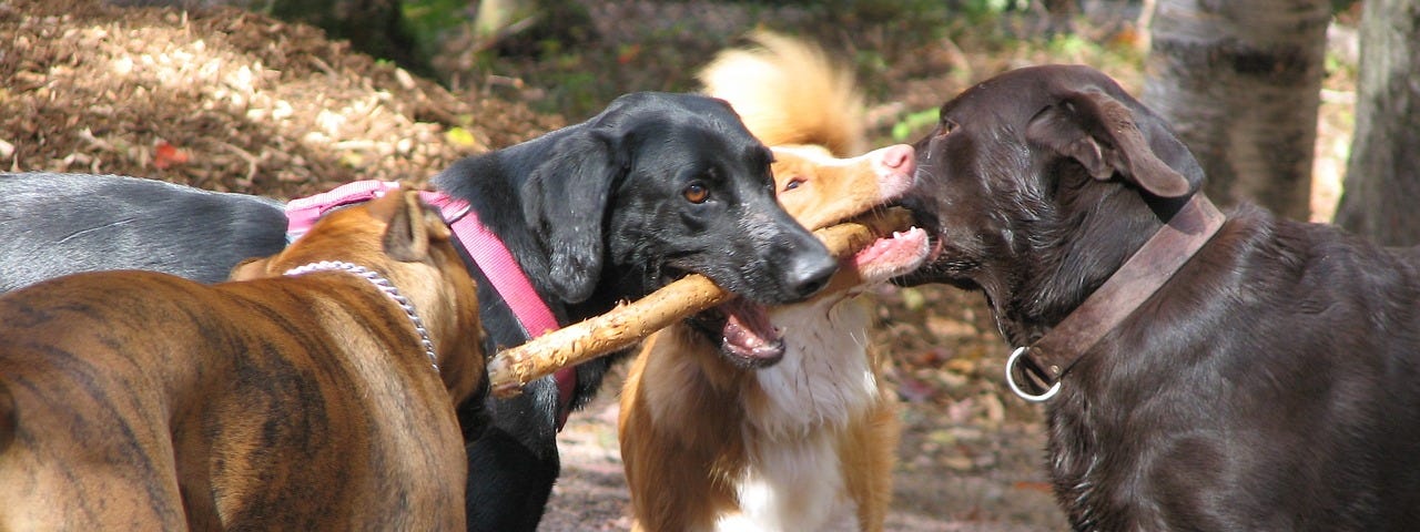 Dogs all holding stick at dog park.