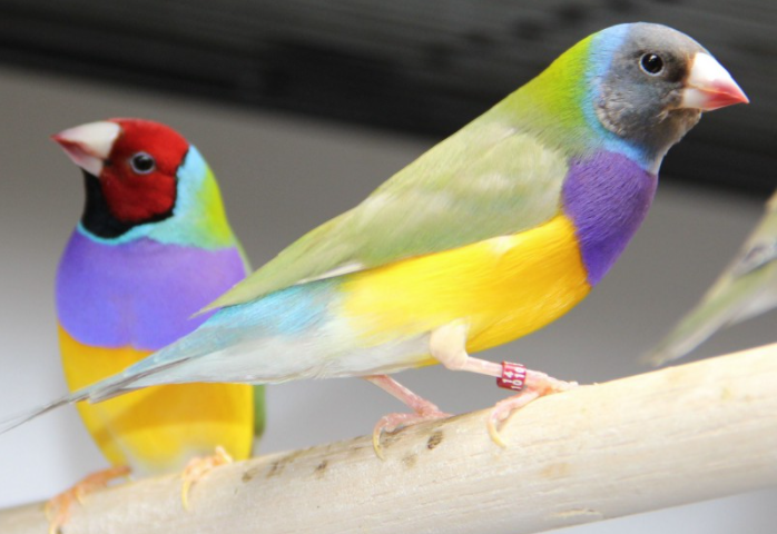 Gouldian Finches, pet finch