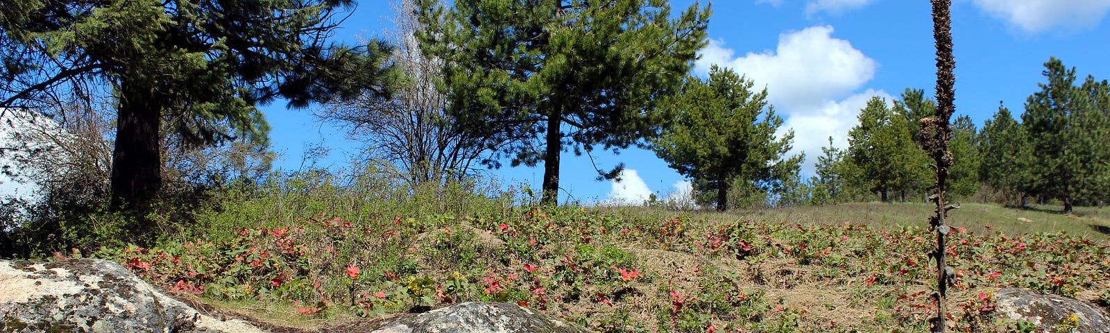 Tall pine trees stand guard over a rocky hillside dotted with red-leaved shrubs under a bright blue sky. A solitary, spiky plant takes center stage in the foreground, reaching upwards amidst the vegetation.