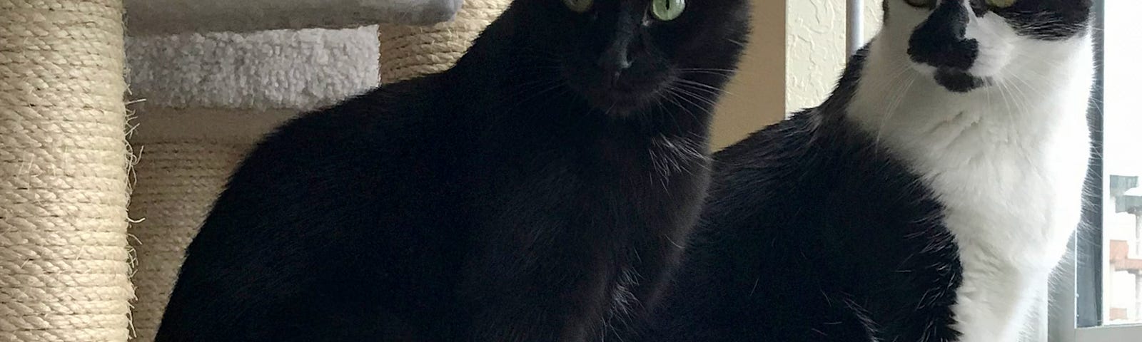 A black cat and a tuxedo cat sit on a cat tower near a window. They look toward the camera.