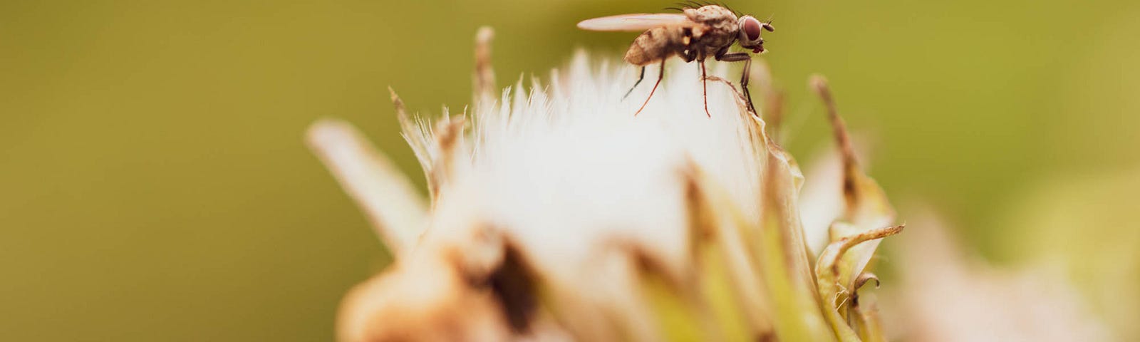 Macro imae of a fly on a white fluffy plant, the background blurry.