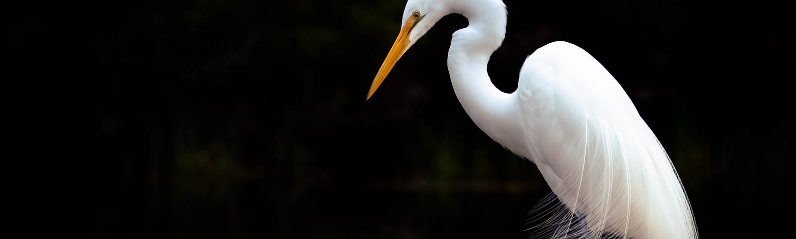 White heron against a black background.