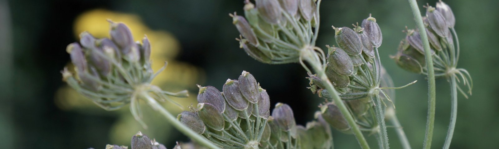 A wild carot seeds.