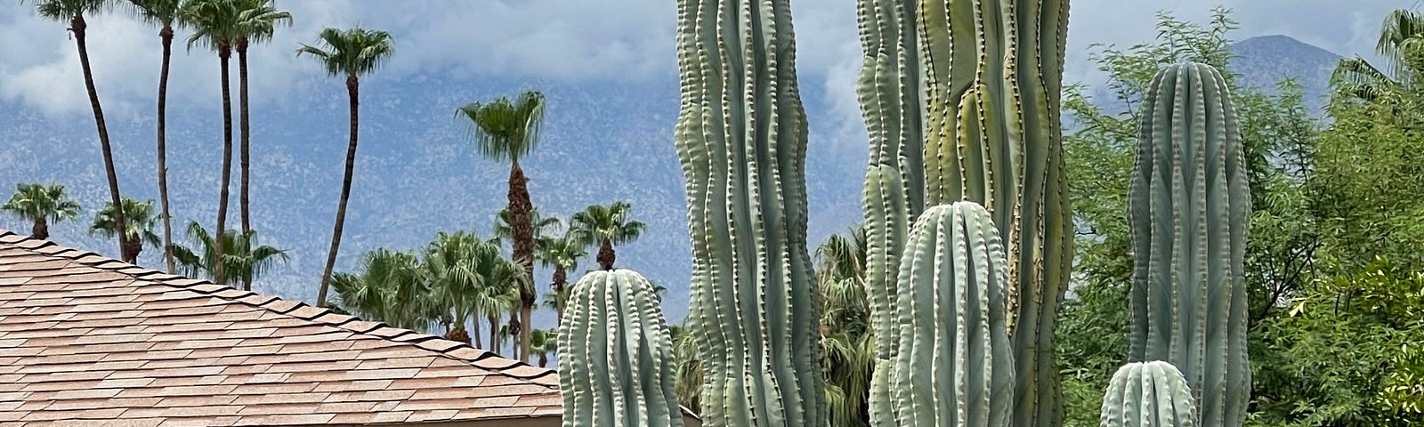 Photo of a Giant Cactus ( or Saguaro) by Mark Tulin