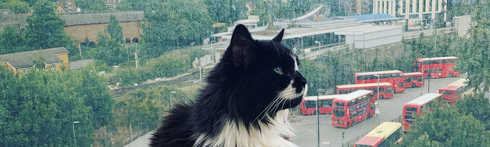 cat called Boo Radley on a balcony in London, UK