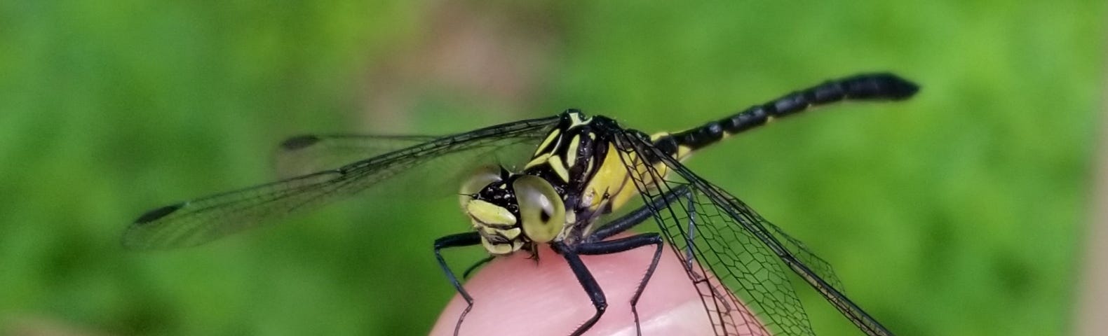Southern pygmy clubtail, a type of dragonfly, sits on man’s thumb