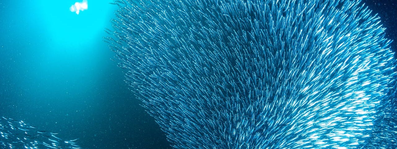 School of fish in synchronous ball