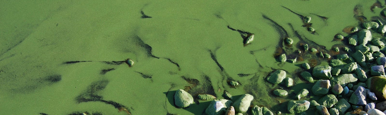 Green algae covering a rocky shoreline.