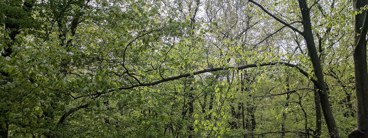 Photo of the dense trees in the author’s backyard