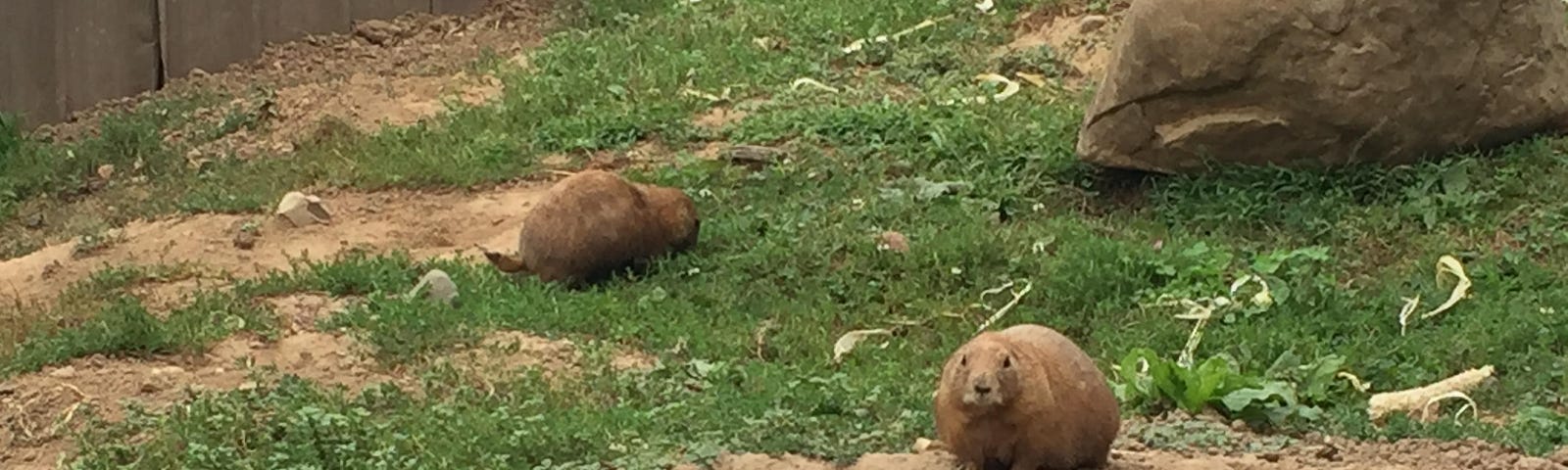 Three prairie dogs at Minnesota Zoo