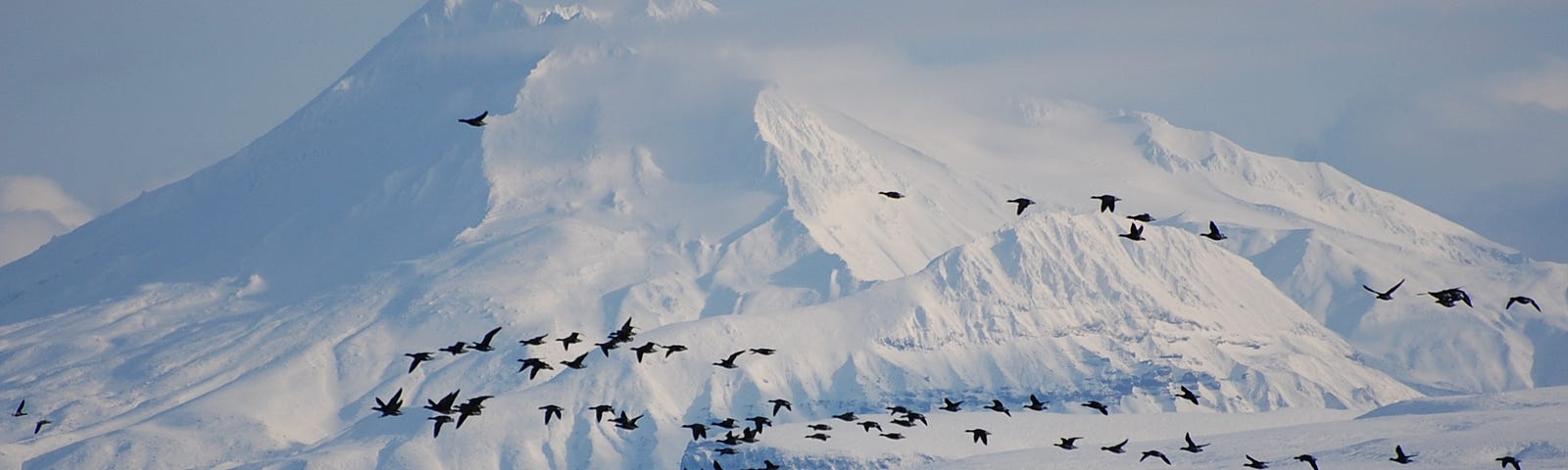 A flock of black brant fly over a body of water with a large snowy mountain in the background