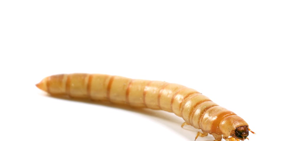 Picture of a meal worm