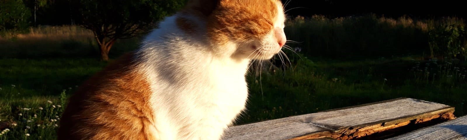 Ginger and white cat sitting on wooden bench with pine trees behind, enjoying the sun © The Cat and Dog House