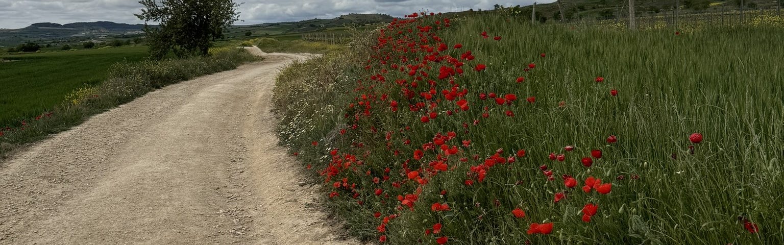 A dirt path winds through the photo. To the left of the path is a lone tree and to the right is a field lined by red poppies with black centers. The sky is cloudy.
