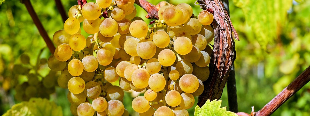 Close-up of yellow grapes on a vine. Image by Couleur from Pixabay.