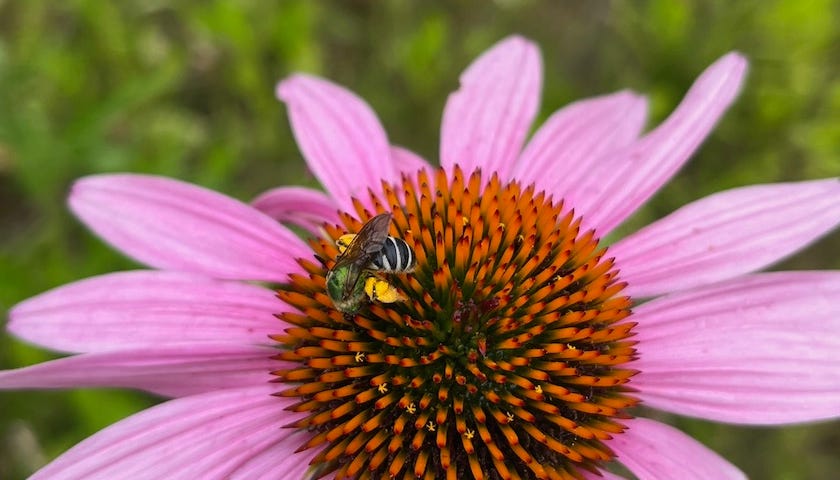 Echinacea flower with a bee.