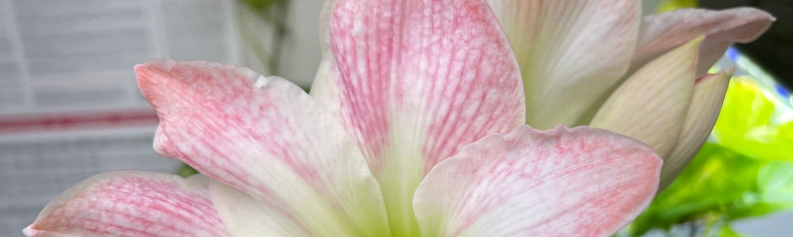 The Apple Blossom Amaryllis in all of its splendor.