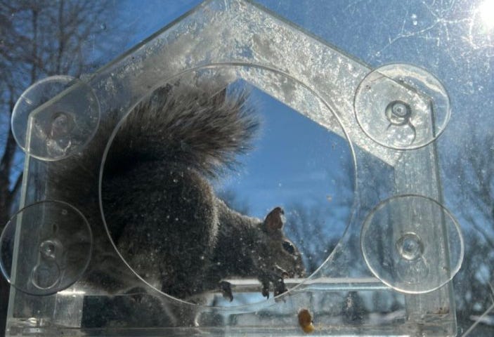 Squirrel sitting in a window birdfeeder. Photo by Ellie Jacobson.