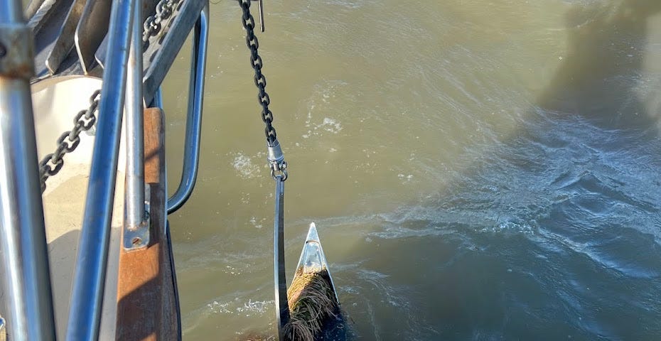 An anchor fouled with seagrass, still partially submerged