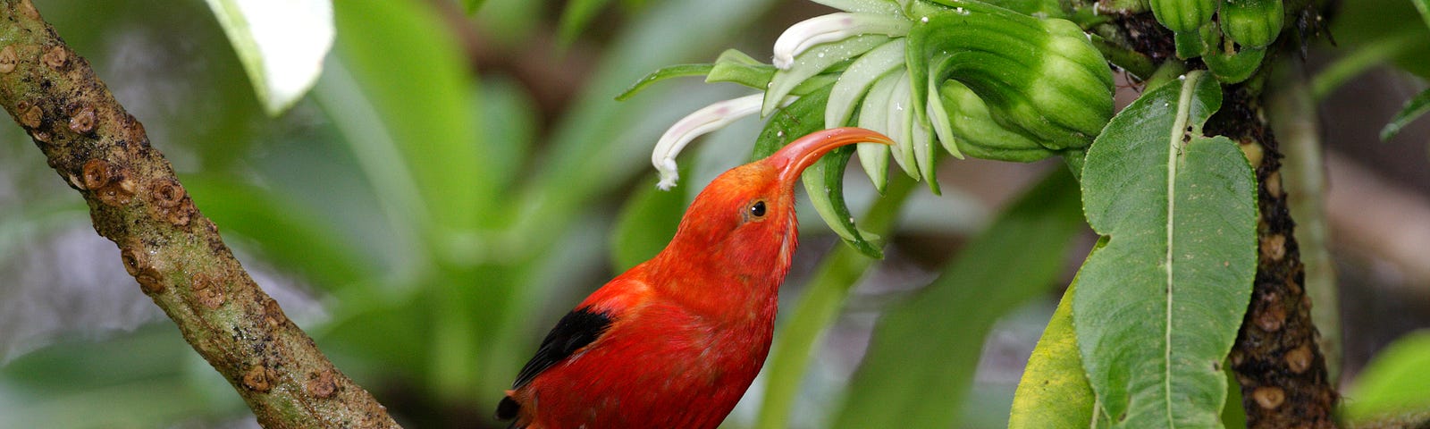 An ʻiʻiwi stands on a branch. It has bright red feathers with black wings. Its long, curved beak is open
