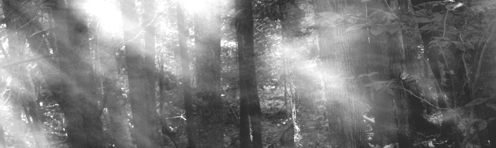 Sunlight filtered through a forest of trees, with smoke obscuring the light for a ghostly effect.