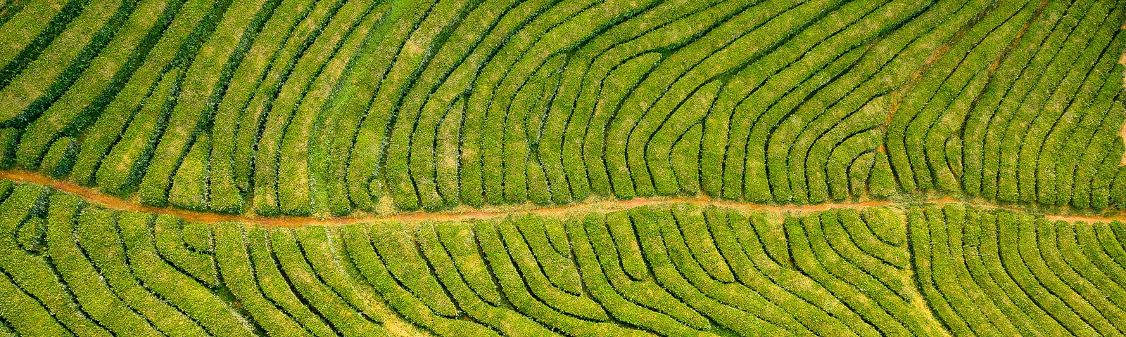 A sky view of wavy rows of green crops with a dirt road intersecting them across the middle of the image