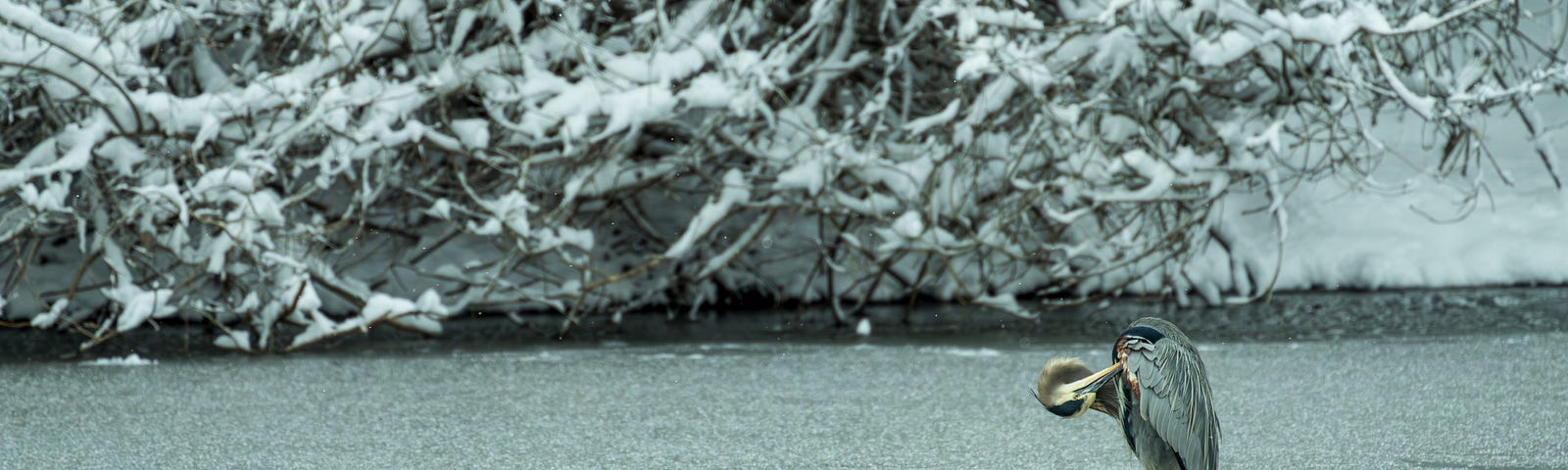 Against a backdrop of snow-covered trees and floating ice, a heron preens itself in the Boise River.