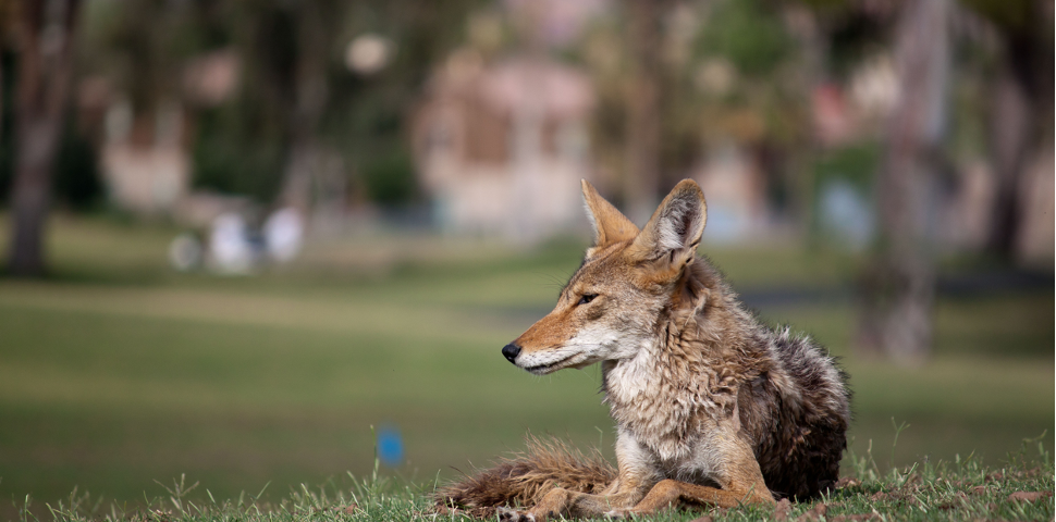 coyote eating cat