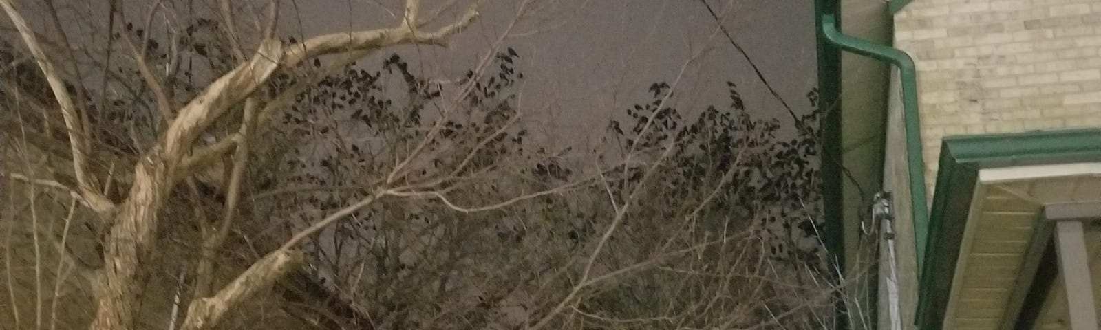 Hundreds of Black crows perched in a tree at night. One bird watches them. Racism, black lives, black lives matter, life lessons, human rights, humanity