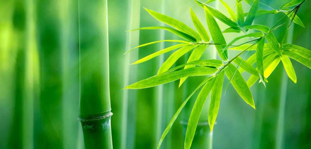 Picture of a bamboo plant, bamboo tree which can be used as bamboo wood