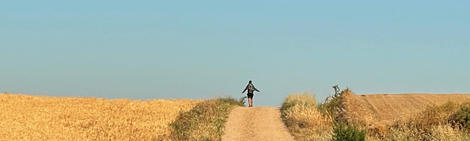 Pilgrim in the distance walking the Camino de Santiago, in a path in a field.