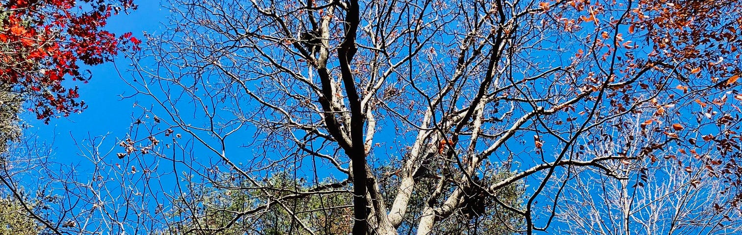 a large tree bare from its leaves fallen in october and november stands in the foreground as an oak tree sits to its left and a pine in the background