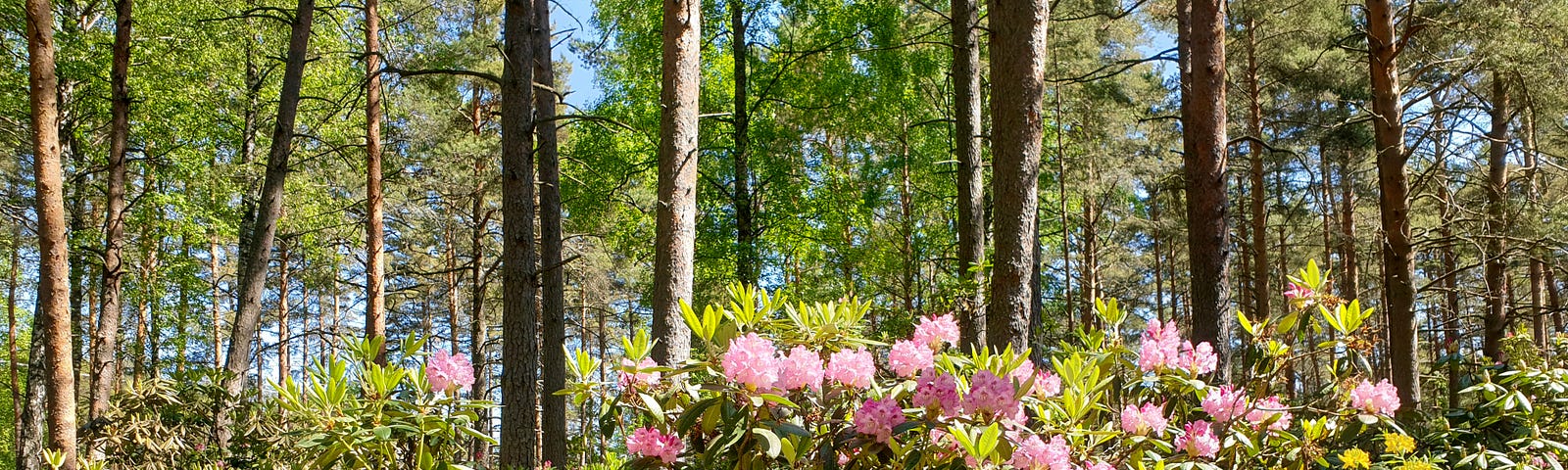 A lush green forest and a large rhododendron bush with pink flowers.